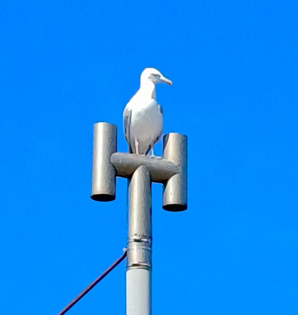 Sylt Impressionen
  (02_20250817_120031.jpg)